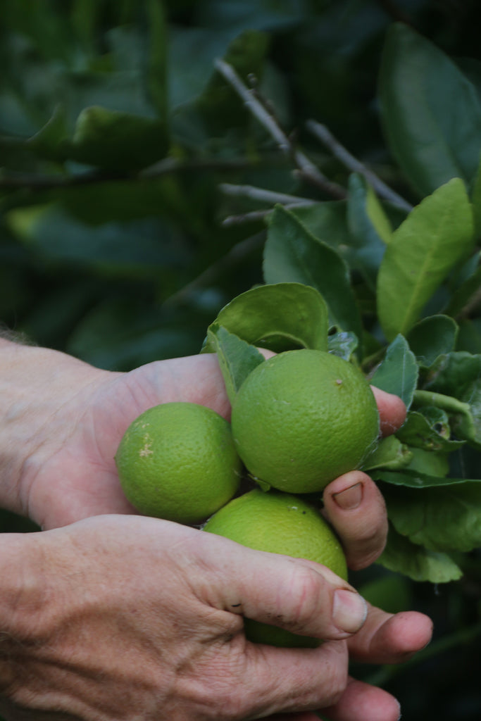 Wild Yeast brewing co. Organic lime